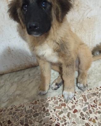 Cucciola pastore del Caucaso