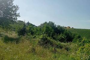 TERRENO AGRICOLO CON POTENZIALE EDIFICATORIO E VIT