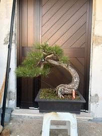 Bonsai pino nero