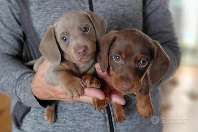 Cuccioli bassotti ciocco e blu maschi femmine