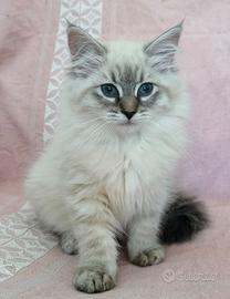 Cuccioli siberiani neva