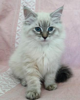 Cuccioli siberiani neva