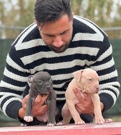 American pitbull terrier