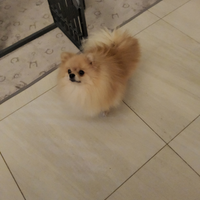 Disponibile per monta