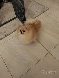 Disponibile per monta