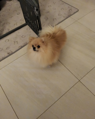 Disponibile per monta