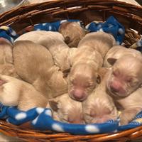 Cuccioli Golden Retriever