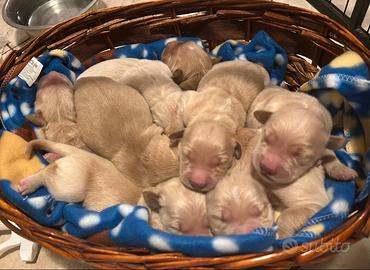 Cuccioli Golden Retriever