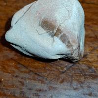 Rari fossili del periodo Cretaceo 