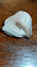 Rari fossili del periodo Cretaceo 