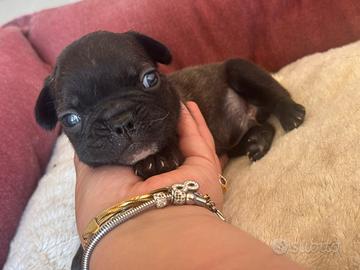 Bulldog francese compatto