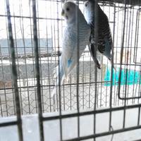Cocorite coppia riproduttiva