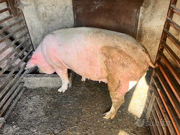 Scrofa gravida 2 mesi