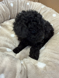 Barboncini black e silver