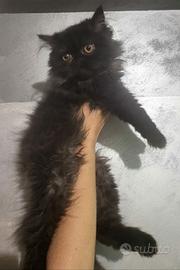 Gattina persiana nero smog