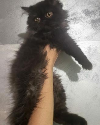 Gattina persiana nero smog