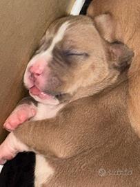 American Pitbull terier Red nouse