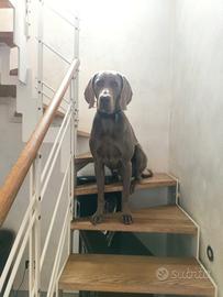 Weimaraner
