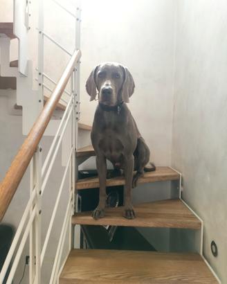 Weimaraner