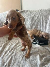 Cuccioli di bassotto kaninchen