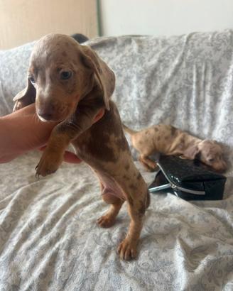 Cuccioli di bassotto kaninchen