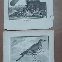 incisione acquaforte antica 