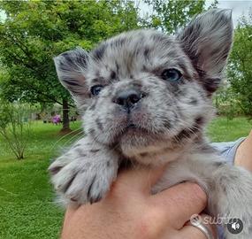 Bulldog francese Fluffy