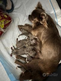 Chihuahua cuccioli pedigre enci lilac