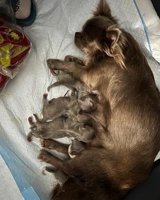 Chihuahua cuccioli pedigre enci lilac