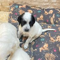Cuccioli setter inglese