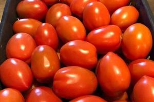 Pomodori san marzano e ciliegino