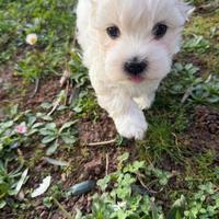 Cuccioli Maltese