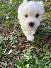 Cuccioli Maltese