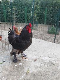 Gallo Brahma gigante bero