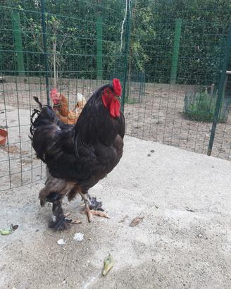 Gallo Brahma gigante bero
