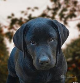 Labrador retriever