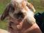 Immagine 4
