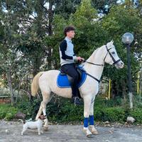 Cavallo