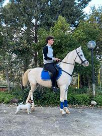 Cavallo