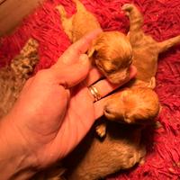 Barboncini toy red pedigree enci