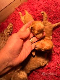 Barboncini toy red pedigree enci