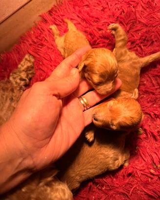 Barboncini toy red pedigree enci