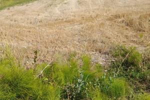 Terreno Villa literno