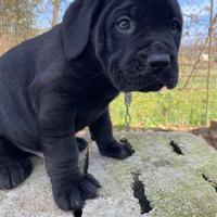 Cucciolo di cane corso