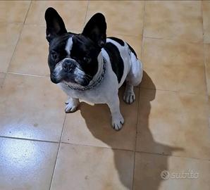 Bulldog francese