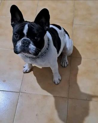 Bulldog francese