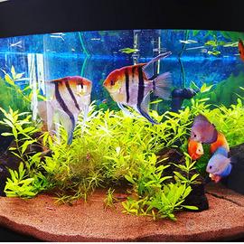 Acquario askol Tenerif 200 litri