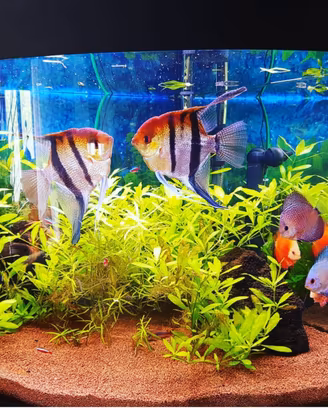 Acquario askol Tenerif 200 litri