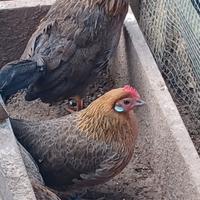 Gallinella di olandese nano collo dorato