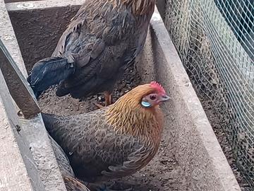Gallinella di olandese nano collo dorato